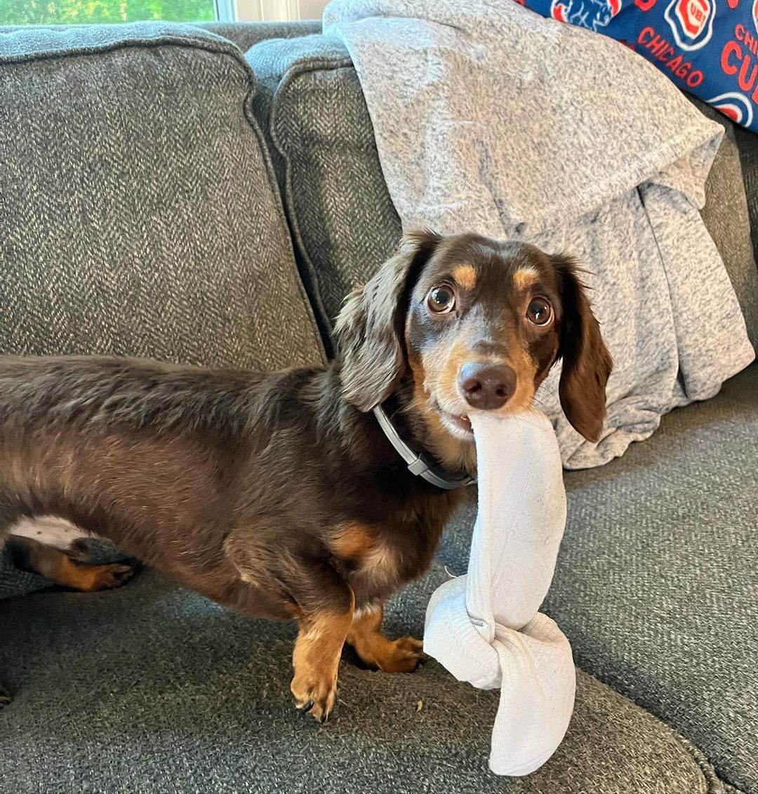 Lisa’s dog