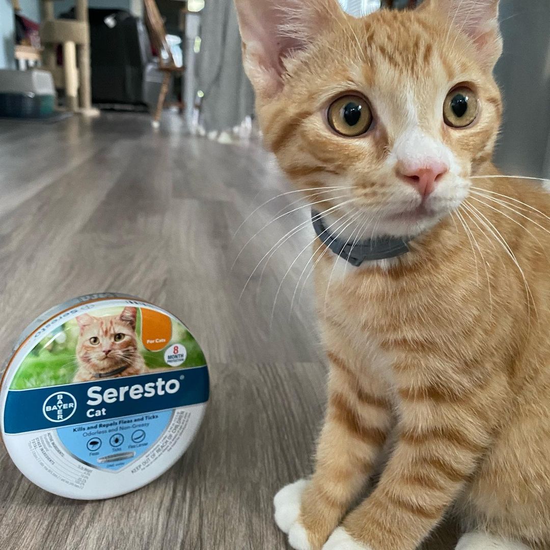 Mark’s cat and Seresto package