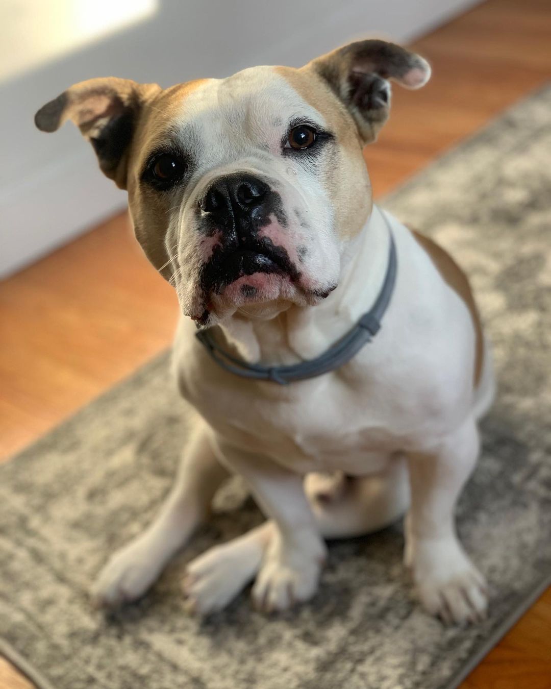 Sarah’s dog